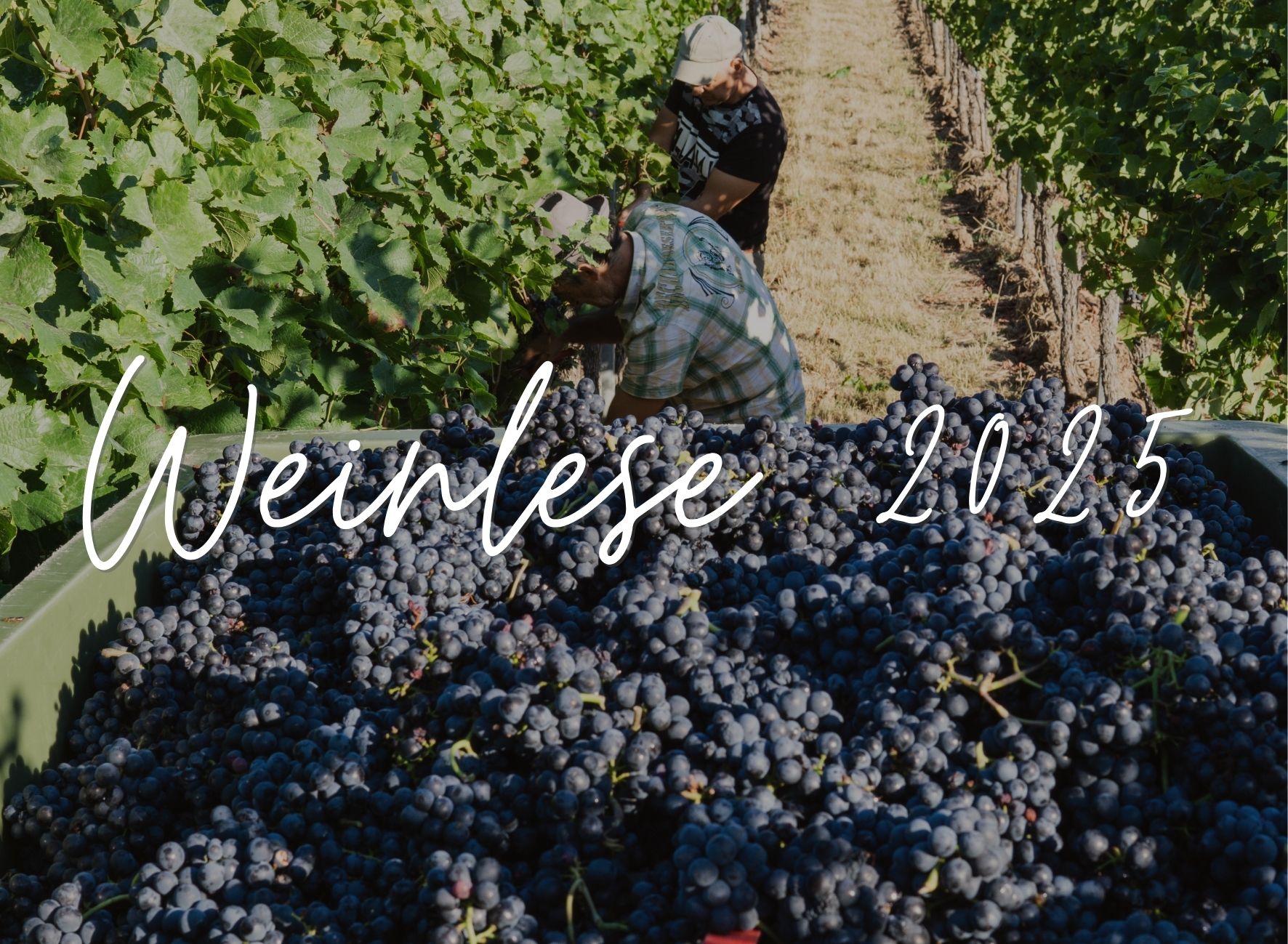 Weinlese 2025